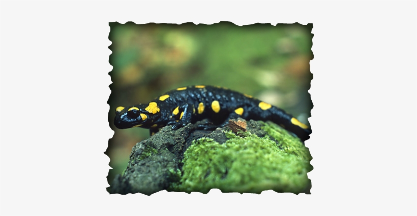 Fire Salamander, transparent png download