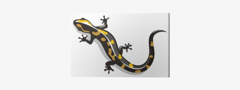 Salamandra Vector, transparent png download