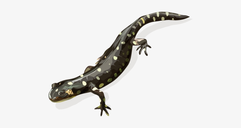 California Tiger Salamander - California Tiger Salamander Png, transparent png download
