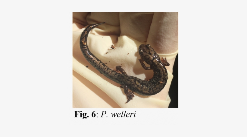 Weller's Salamander - Cartilaginous Joints, transparent png download