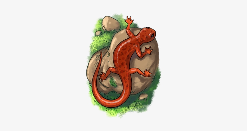 Salamander, transparent png download
