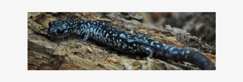 N Am Salamander Course, transparent png download
