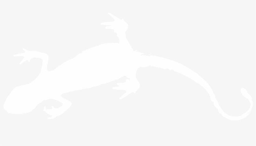 Salamander, transparent png download