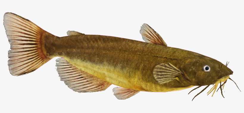 Catfish Png Image - Black Bullhead Fish Png Transparent PNG - 837x335