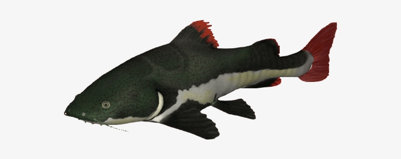 Redtail Catfish - Catfish, transparent png download