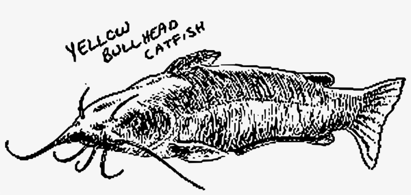 This Free Icons Png Design Of Yellow Bullhead Catfish, transparent png download