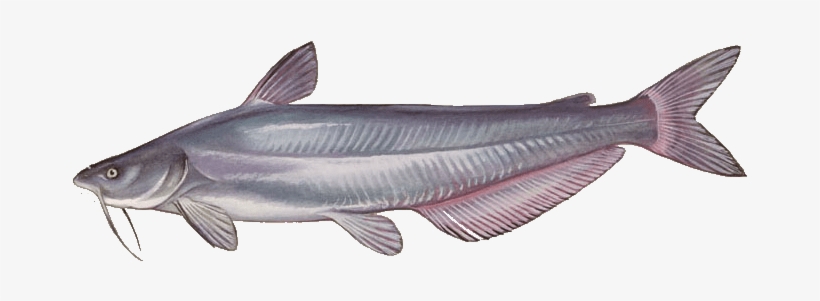Catfish Types, transparent png download