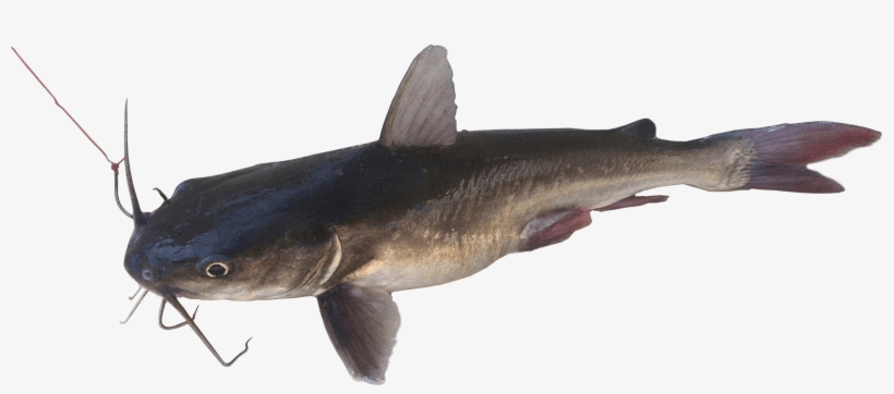 Photo Timothy Lack - Cat Fish, transparent png download