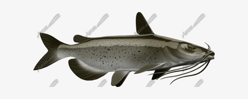 Catfish - Pacific Sturgeon, transparent png download