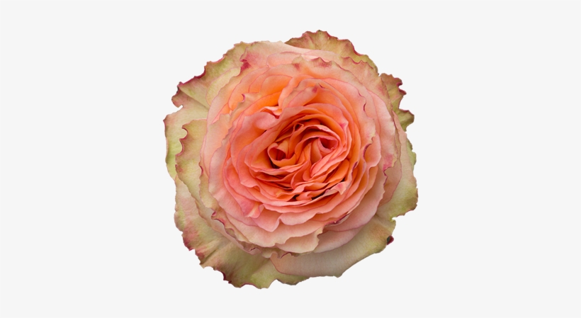 Rose Colosseum, transparent png download