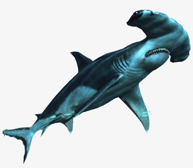 Hammerhead Shark - Requin Png, transparent png download