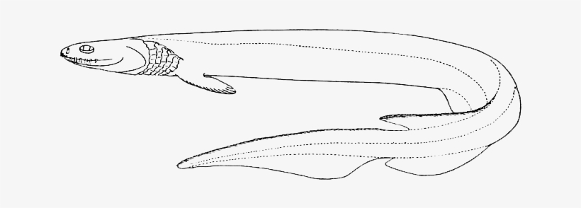 Frilled Shark - Cá Mập Nguyên Thủy, transparent png download