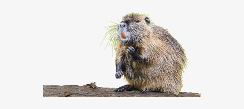 Beaver - Punxsutawney Phil, transparent png download