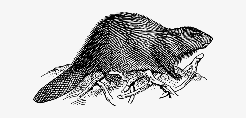 Beaver - Beaver Black And White, transparent png download
