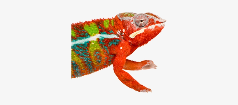 Learning The Lingo - Orange Chameleon Png, transparent png download