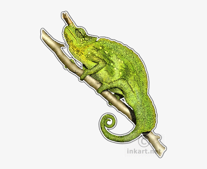 Image Library Stock Mountain Chamaeleo Trioceros Line - Mountain Chameleon, transparent png download