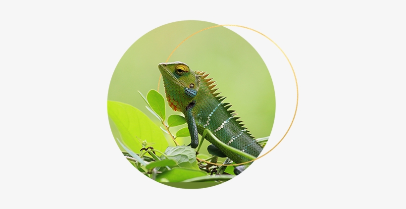 Although The Chameleon Is Just One Of The Five Feminine - Chameleons, transparent png download