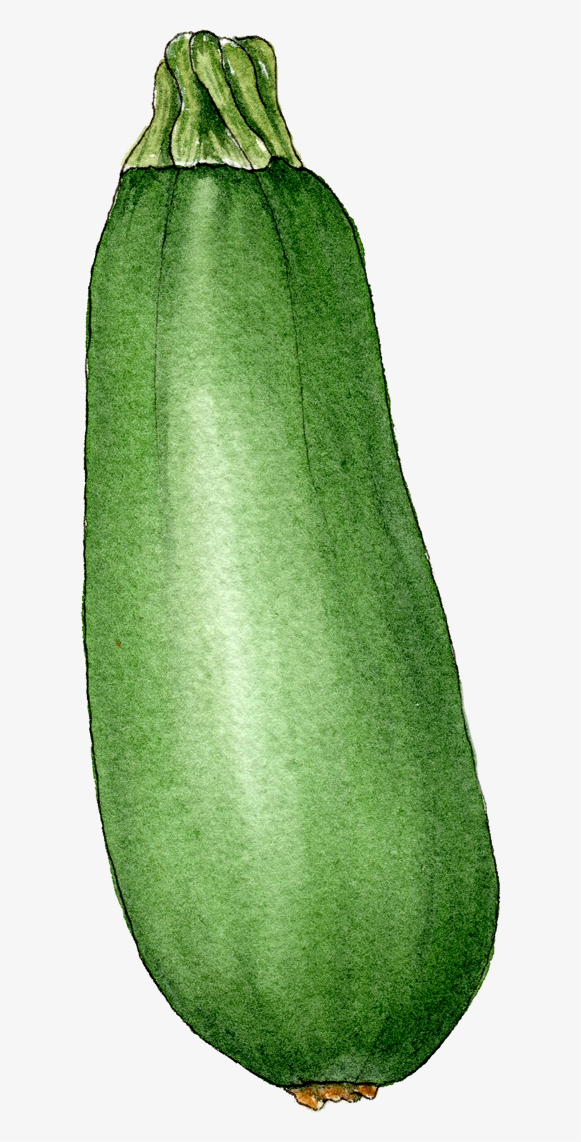 Illustration By Helen Krayenhoff - Grass, transparent png download