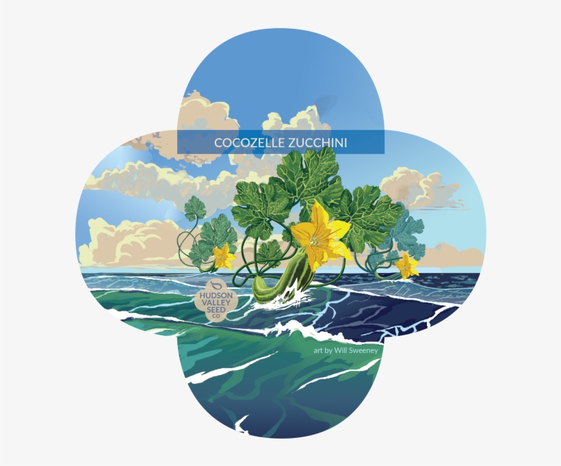 Courgette Zucchini Cocozelle Italiaanse Courgette, transparent png download