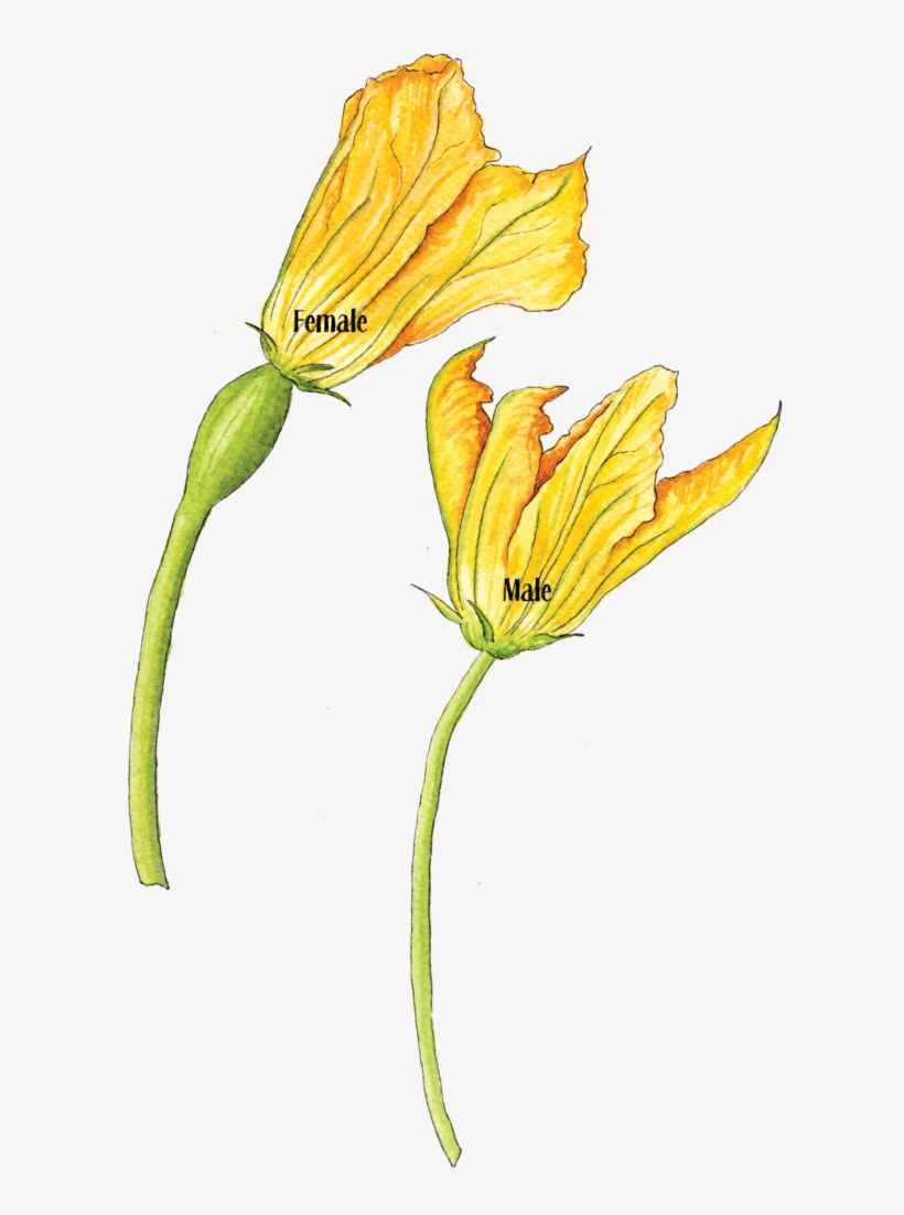 Squash Flower Female Male - Male Female Cucumber Blooms, transparent png download