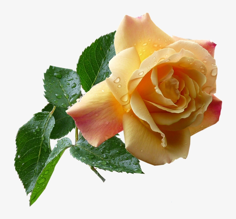 Go To Image - Yellow Roses, transparent png download