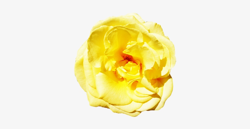 Yellow Rose With Leaves - Rose, transparent png download