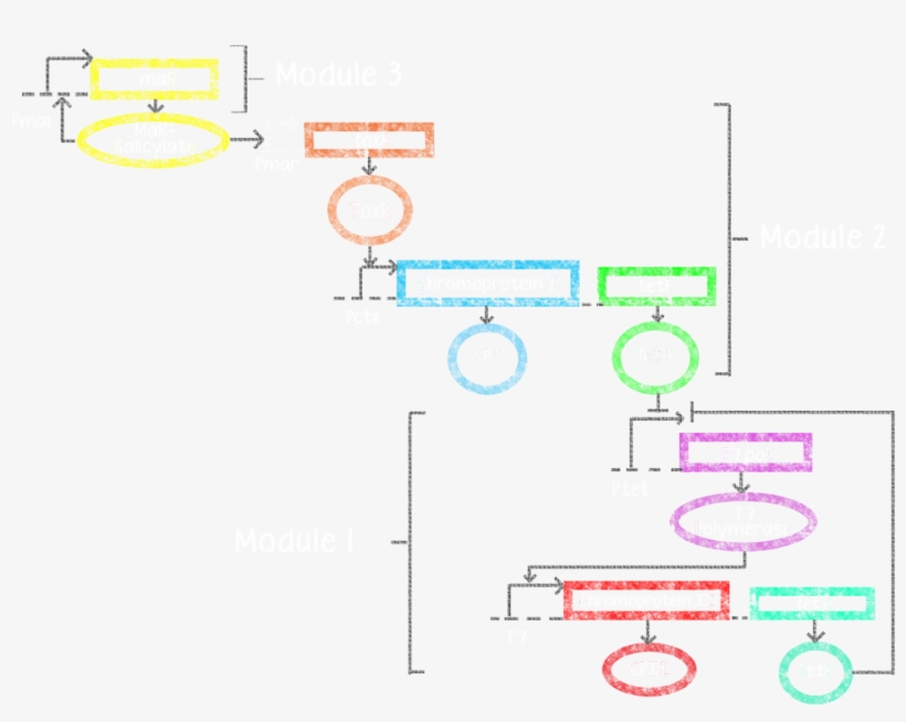 Circuit 1 And Circuit 2 Represent Circuits For Activator - Diagram, transparent png download