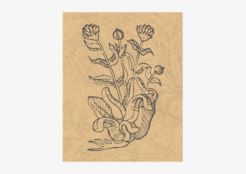 Jmg Herbs Arnica, transparent png download