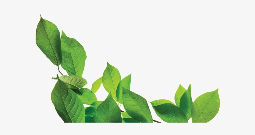 Medicinal Herbs And Plants Are Used For The Treatment - Bay Laurel, transparent png download