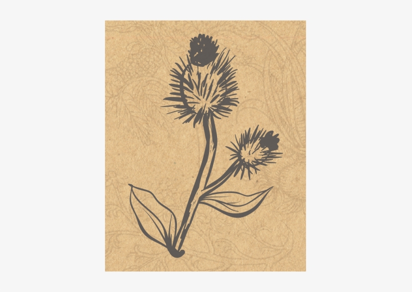 Jmg Herbs Burdock, transparent png download