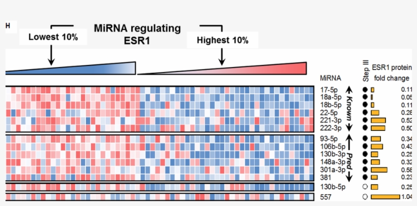 Cupid Predicts Microrna Targets - Baylor College Of Medicine, transparent png download