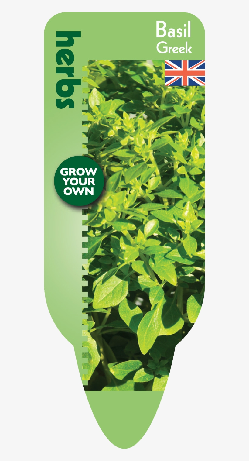 Basil Leaves Png Download - Basil, transparent png download