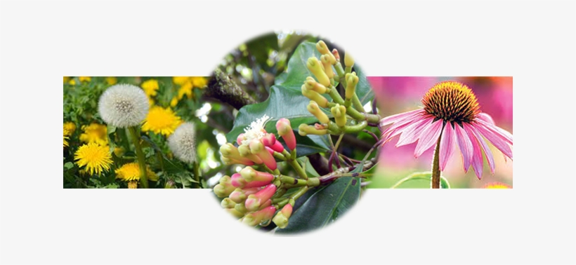 Medicinal Gardening At Whistling Gardens - Medicinal Plants Transparent, transparent png download