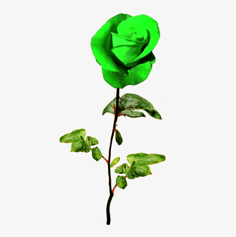 Patrick's Day Green Rose - Green Rose Png, transparent png download