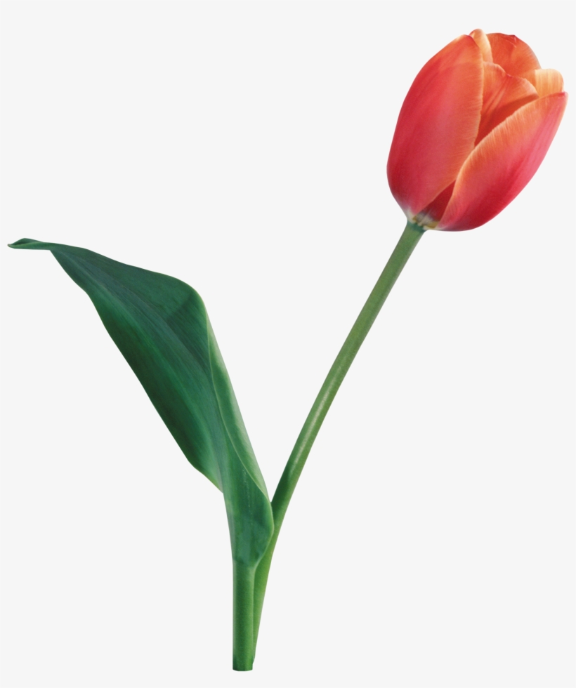 Tulip Transparent Background, transparent png download