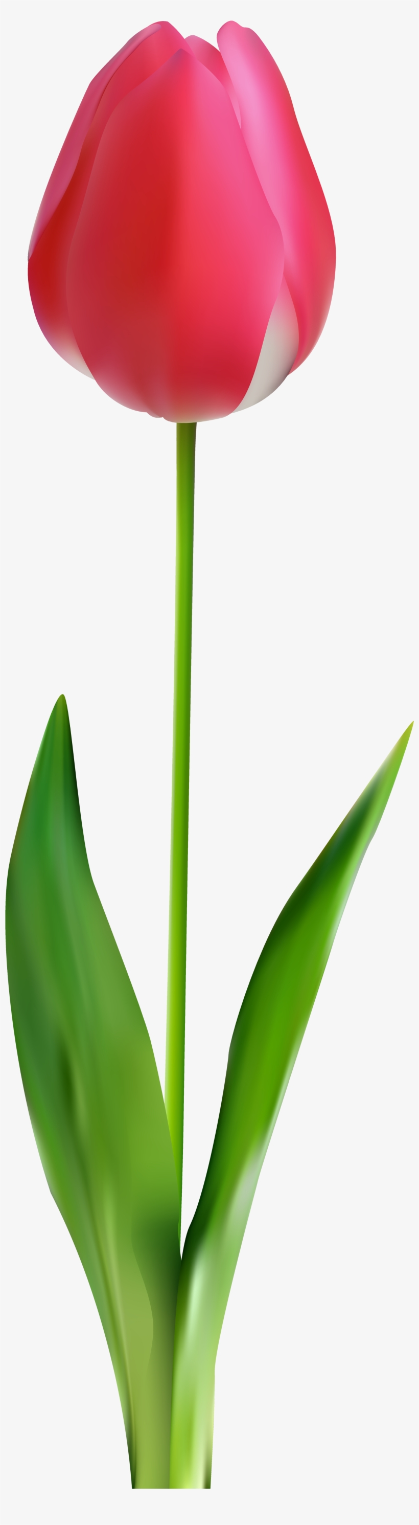 Tulip Png Clip Art, transparent png download