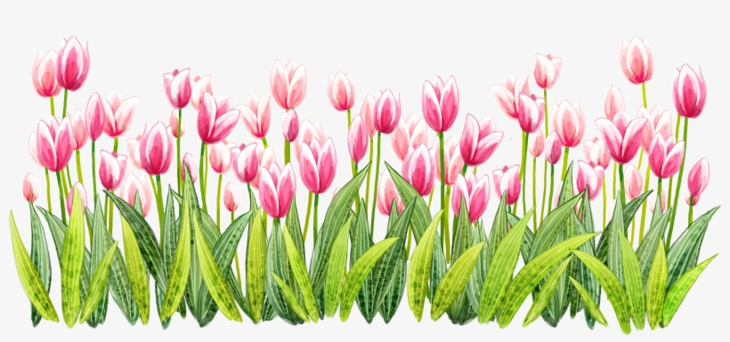 Tulip Png Pic, transparent png download