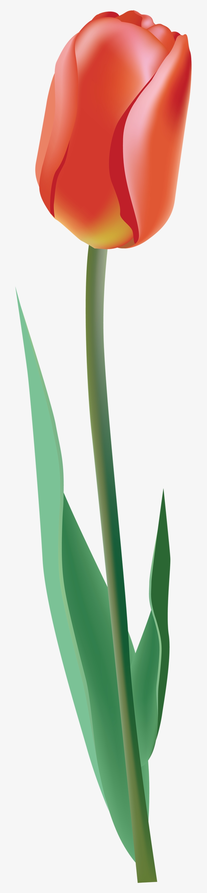 One Tulip Png, transparent png download