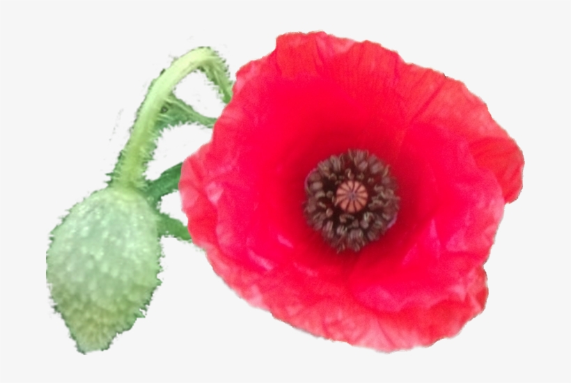 Pgn Pipacsok - Flower, transparent png download