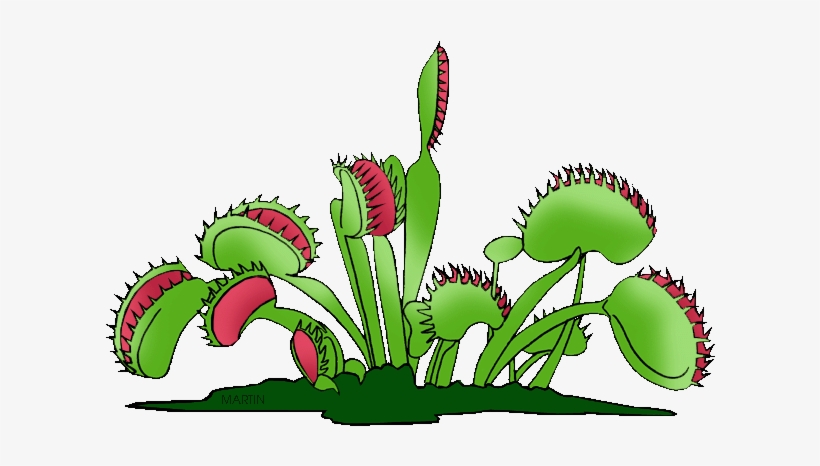 United States Clip Art By Phillip Martin - Venus Fly Trap Clip Art, transparent png download