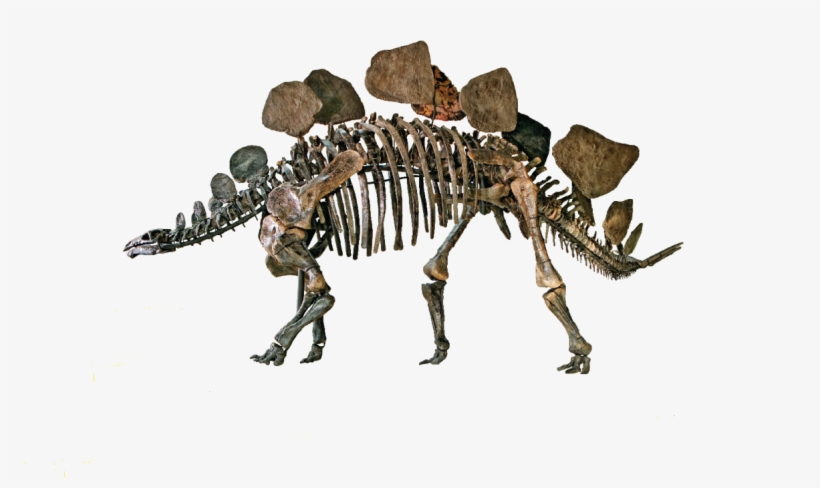 Natural History Museum Png, transparent png download