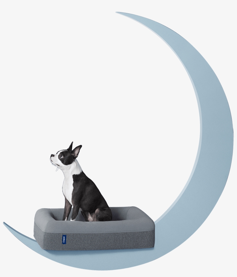 Free Photo Frame Transparent Dog Designs, transparent png download