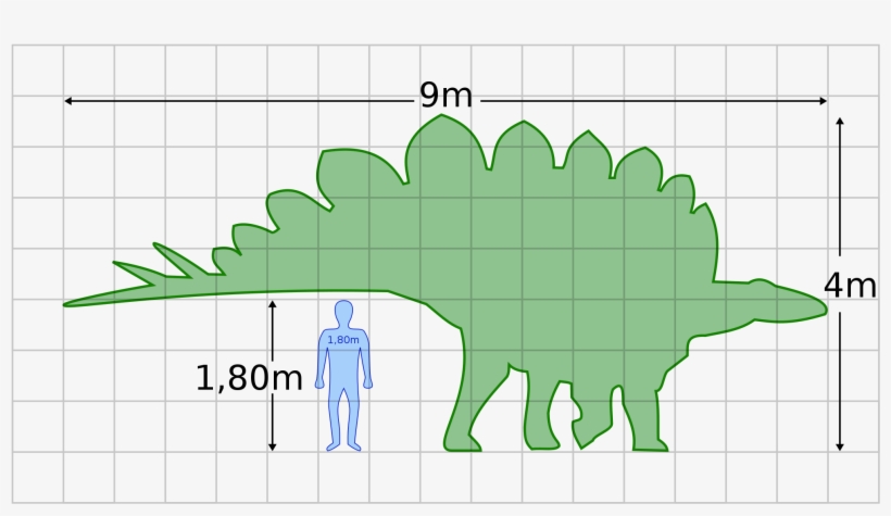 Open - Stegosaurus Human, transparent png download