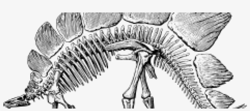 Stegosaurus-960x350 - Stegosaurus Skeleton, transparent png download