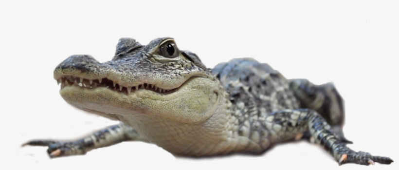 Our Memberships - American Crocodile, transparent png download