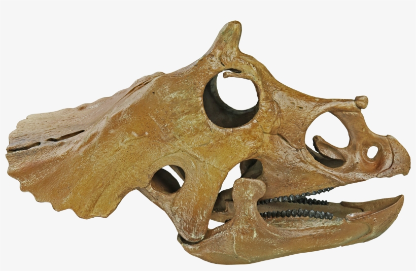 Triceratops Prorsus Juvenile - Triceratops, transparent png download