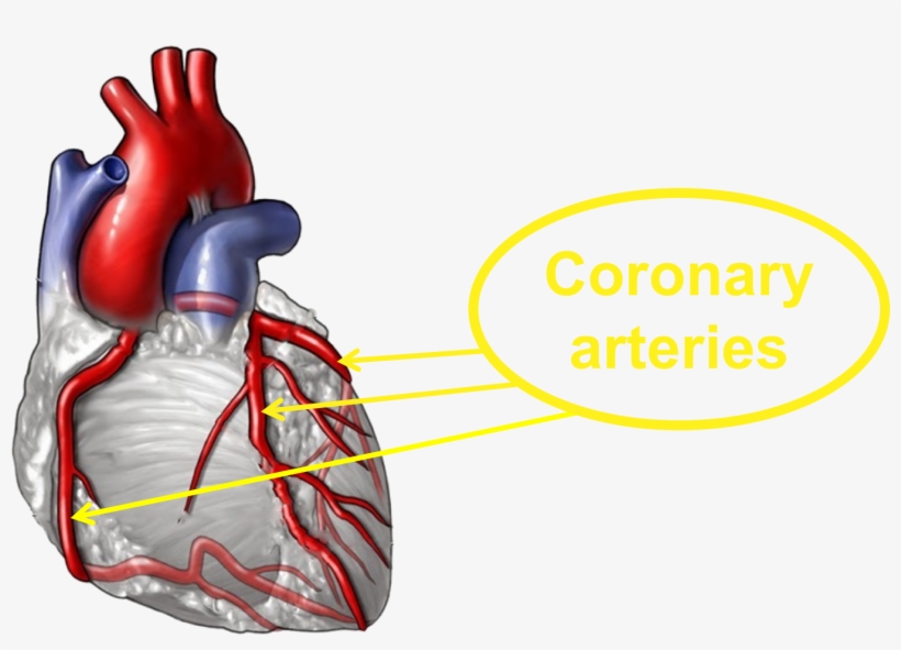 Good Lifestyle Choices Help To Keep The Coronary Arteries - Rheumatoid Arthritis Affect Heart, transparent png download