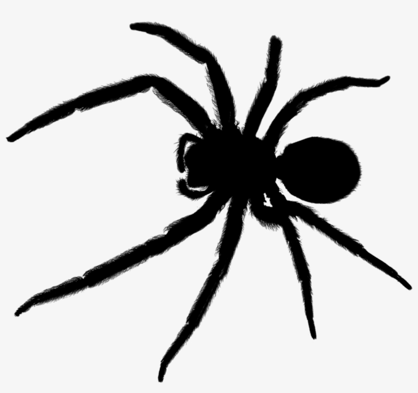 Sydney Black House Spider, transparent png download
