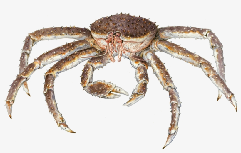 Download Dungeness Crab Clipart European Garden Spider - Monterey Bay Aquarium, transparent png download