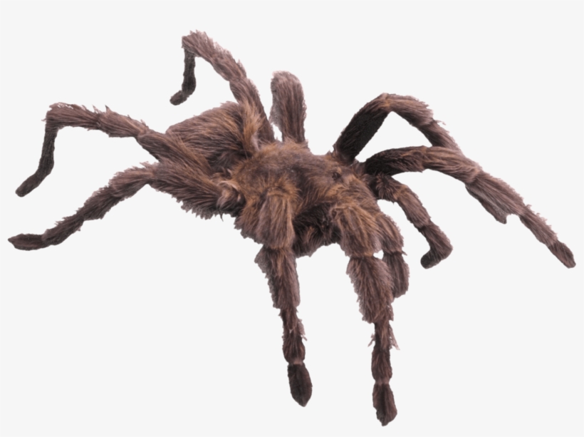 Hairy Brown Spider - Has 4 Legs And 1 Foot, transparent png download